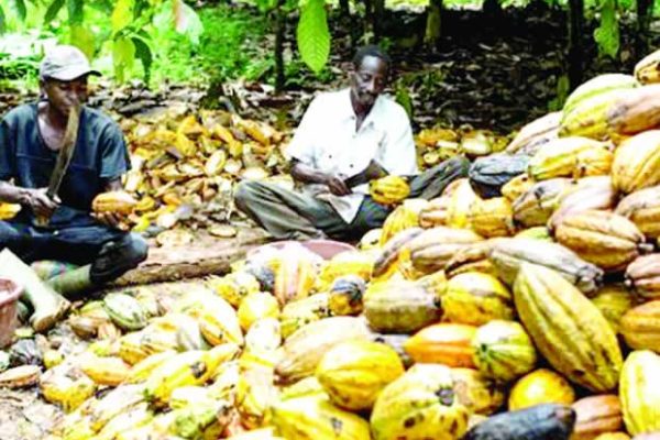 CORI SEEKS URGENT GOVT ACTION AS COCOA PRICE SLUMP HITS FARMERS.