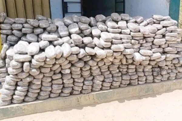 KANO POLICE ARREST SUSPECT, RECOVER 879 PARCELS OF CANNABIS.
