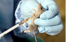 LASSA FEVER KILLS 214, FATALITY RATE RISES TO 25% — NCDC.