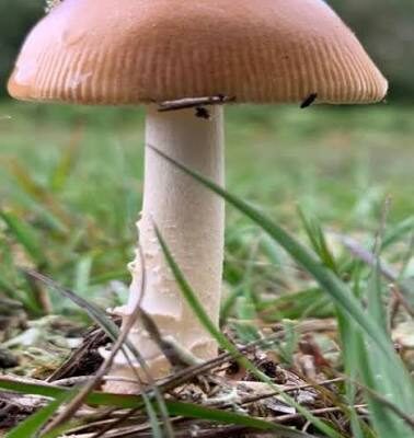 US STUDY TESTS PSILOCYBIN TO FIGHT CANCER SIDE EFFECTS.