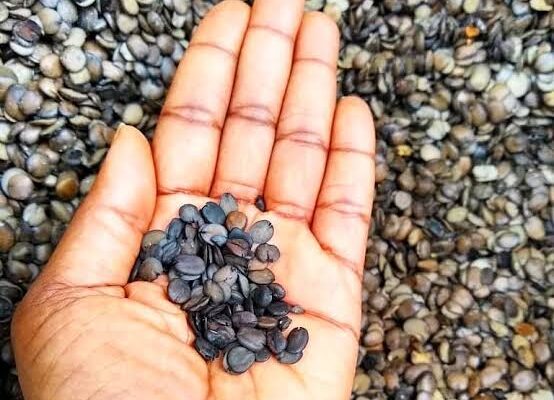 5 ORDINARY NIGERIAN FOODS THAT ARE SECRETLY SUPERFOODS.